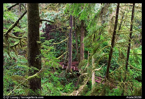 Western Hemlock, red cedars, and firs on the trail to Schooner Point. Pacific Rim National Park, Vancouver Island, British Columbia, Canada (color)