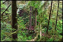 Western Hemlock, red cedars, and firs on the trail to Schooner Point. Pacific Rim National Park, Vancouver Island, British Columbia, Canada