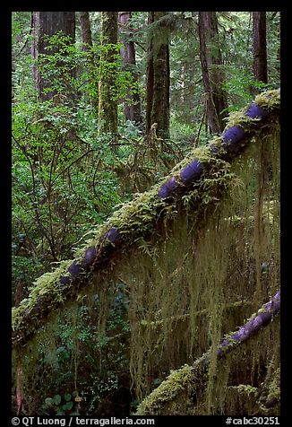 Moss in rain forest. Pacific Rim National Park, Vancouver Island, British Columbia, Canada (color)