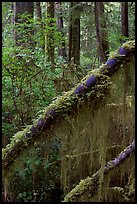 Moss in rain forest. Pacific Rim National Park, Vancouver Island, British Columbia, Canada