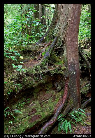 Nurse log and tree. Pacific Rim National Park, Vancouver Island, British Columbia, Canada (color)