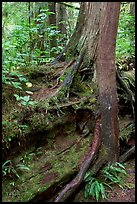 Nurse log and tree. Pacific Rim National Park, Vancouver Island, British Columbia, Canada (color)