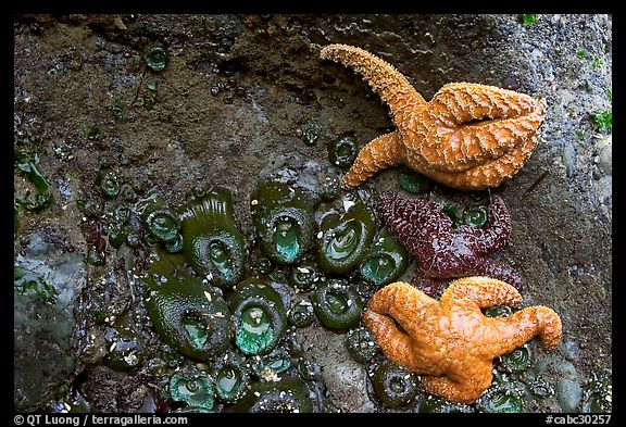 Seastars and green anemones on a rock wall. Pacific Rim National Park, Vancouver Island, British Columbia, Canada