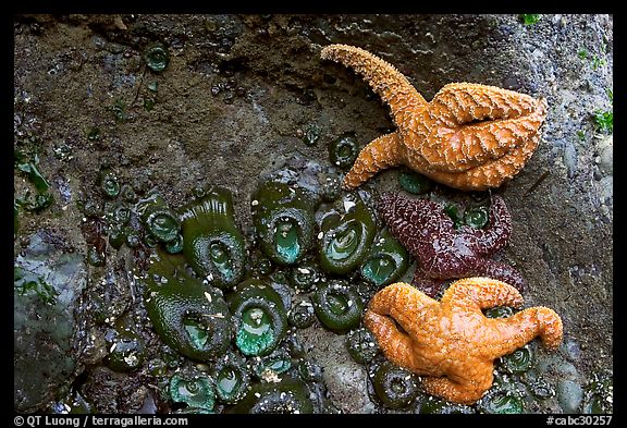 Seastars and green anemones on a rock wall. Pacific Rim National Park, Vancouver Island, British Columbia, Canada (color)