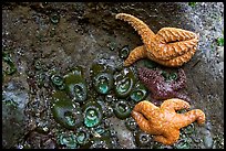 Seastars and green anemones on a rock wall. Pacific Rim National Park, Vancouver Island, British Columbia, Canada (color)
