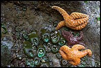 Seastars and green anemones on a rock wall. Pacific Rim National Park, Vancouver Island, British Columbia, Canada