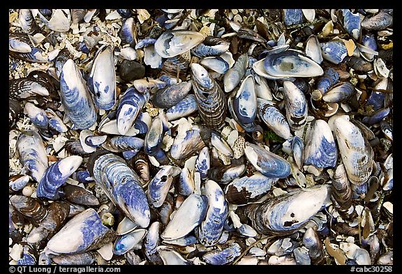 Mussel shells on beach. Pacific Rim National Park, Vancouver Island, British Columbia, Canada (color)