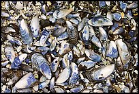 Mussel shells on beach. Pacific Rim National Park, Vancouver Island, British Columbia, Canada ( color)