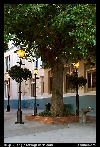 Street lamps and tree, Bastion Square. Victoria, British Columbia, Canada (color)