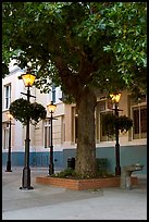 Street lamps and tree, Bastion Square. Victoria, British Columbia, Canada