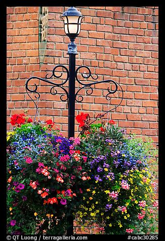 Flowers, street lamp, brick wall. Victoria, British Columbia, Canada (color)