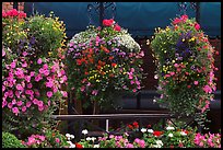 Hanging Flower baskets. Victoria, British Columbia, Canada