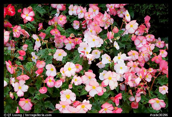 Pink and white begonias. Butchart Gardens, Victoria, British Columbia, Canada (color)