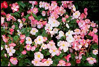 Pink and white begonias. Butchart Gardens, Victoria, British Columbia, Canada ( color)