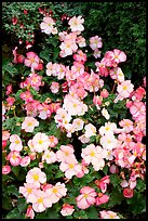 Pink and white begonias. Butchart Gardens, Victoria, British Columbia, Canada ( color)