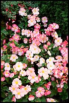 Pink and white begonias. Butchart Gardens, Victoria, British Columbia, Canada