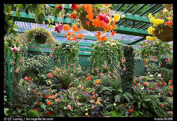 Bower overflowing with hanging baskets. Butchart Gardens, Victoria, British Columbia, Canada