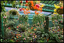 Bower overflowing with hanging baskets. Butchart Gardens, Victoria, British Columbia, Canada ( color)