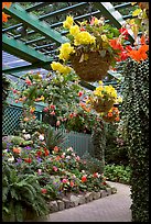 Hanging baskets with begonias and fuchsias. Butchart Gardens, Victoria, British Columbia, Canada