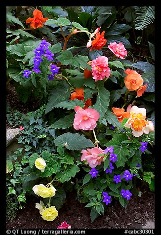 Multicolored begonias. Butchart Gardens, Victoria, British Columbia, Canada