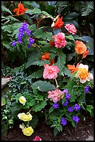 Multicolored begonias. Butchart Gardens, Victoria, British Columbia, Canada ( color)