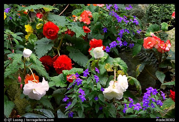 Multicolored begonias. Butchart Gardens, Victoria, British Columbia, Canada