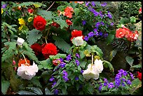 Multicolored begonias. Butchart Gardens, Victoria, British Columbia, Canada