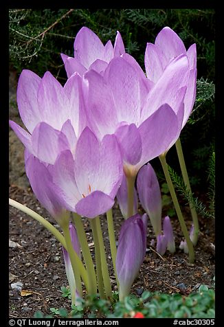 Crocus. Butchart Gardens, Victoria, British Columbia, Canada (color)