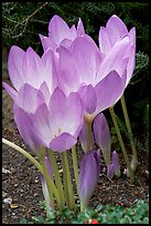 Crocus. Butchart Gardens, Victoria, British Columbia, Canada (color)