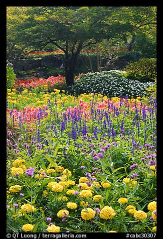 Annual flowers and trees in Sunken Garden. Butchart Gardens, Victoria, British Columbia, Canada (color)