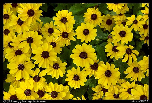 Yellow Daisies. Butchart Gardens, Victoria, British Columbia, Canada (color)