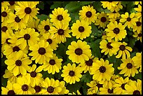 Yellow Daisies. Butchart Gardens, Victoria, British Columbia, Canada (color)