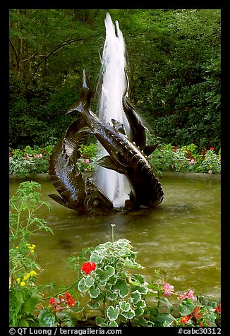 Three Sturgeons Fountain, with sculptures cast by Sirio Tofanari. Butchart Gardens, Victoria, British Columbia, Canada (color)