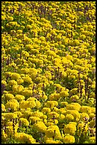Marigolds. Butchart Gardens, Victoria, British Columbia, Canada (color)