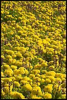 Marigolds. Butchart Gardens, Victoria, British Columbia, Canada