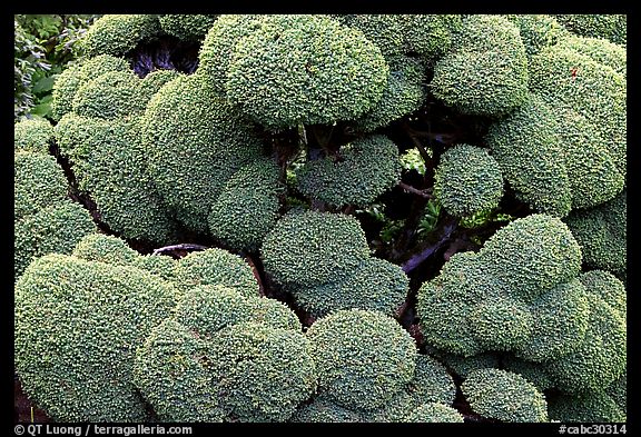 Juniper topiary trimed with circular shapes, Japanese Garden. Butchart Gardens, Victoria, British Columbia, Canada (color)