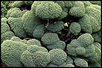 Juniper topiary trimed with circular shapes, Japanese Garden. Butchart Gardens, Victoria, British Columbia, Canada (color)