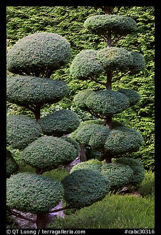 Juniper topiary trees trimed, Japanese Garden. Butchart Gardens, Victoria, British Columbia, Canada (color)