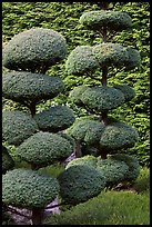 Juniper topiary trees trimed, Japanese Garden. Butchart Gardens, Victoria, British Columbia, Canada