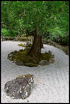 Gravel and tree, Japanese Garden. Butchart Gardens, Victoria, British Columbia, Canada