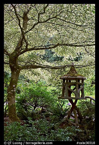 Lantern and Variegated Dogwood, Japanese Garden. Butchart Gardens, Victoria, British Columbia, Canada