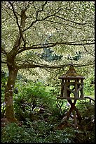 Lantern and Variegated Dogwood, Japanese Garden. Butchart Gardens, Victoria, British Columbia, Canada (color)