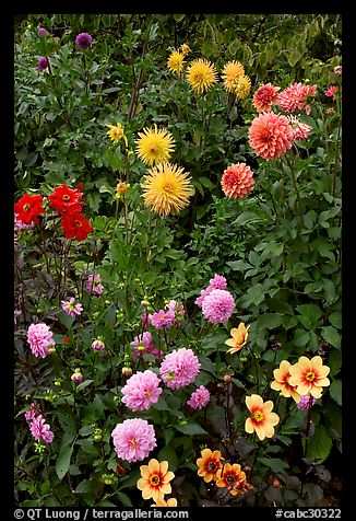 Dahlias. Butchart Gardens, Victoria, British Columbia, Canada (color)