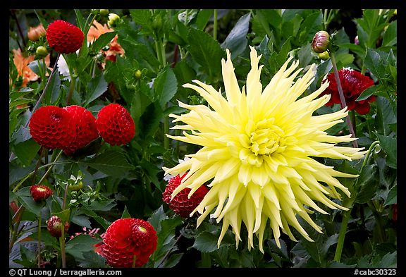 Yellow and red Dahlias. Butchart Gardens, Victoria, British Columbia, Canada (color)