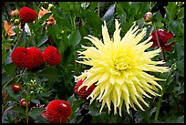 Yellow and red Dahlias. Butchart Gardens, Victoria, British Columbia, Canada (color)
