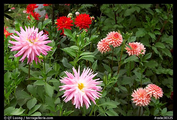 Dahlias. Butchart Gardens, Victoria, British Columbia, Canada