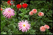 Dahlias. Butchart Gardens, Victoria, British Columbia, Canada ( color)