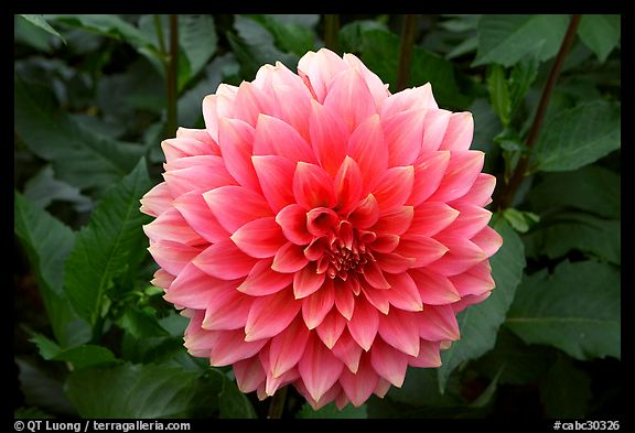 Pink dahlias. Butchart Gardens, Victoria, British Columbia, Canada