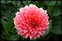 Pink dahlias. Butchart Gardens, Victoria, British Columbia, Canada ( color)