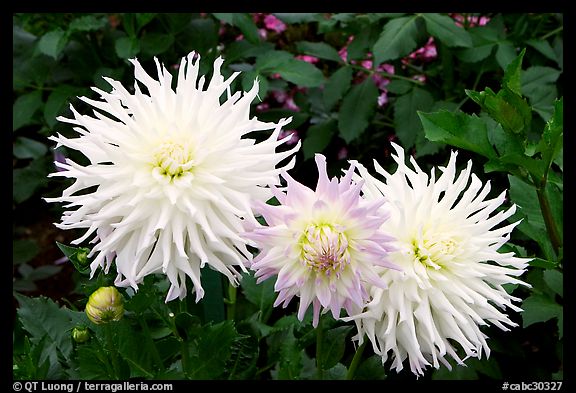 Yellow and pink Dahlias. Butchart Gardens, Victoria, British Columbia, Canada